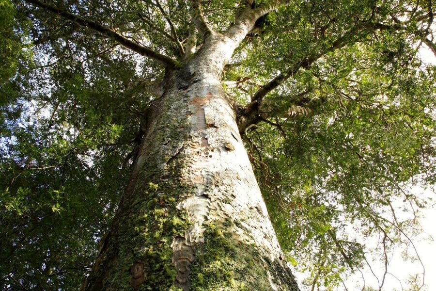 Waitangi: Kawiti Glow Worm Cave & Opua Kauri Forest Walk - Who will get the best value