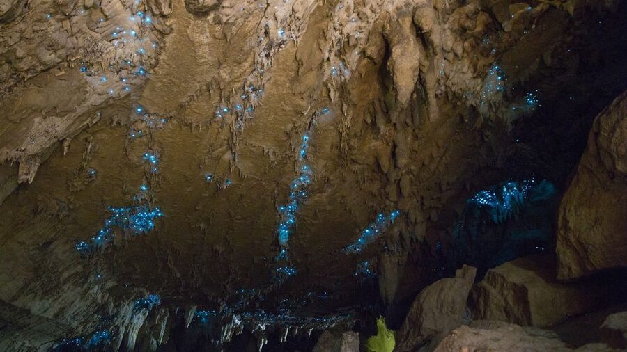 Waitangi: Kawiti Glow Worm Cave & Opua Kauri Forest Walk - From Waitangi Wharf to Kawiti Cave