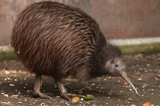 Waitomo Caves & Rotorua - Te Puia Small-Group Tour from Auckland - Food, comfort, and what to pack