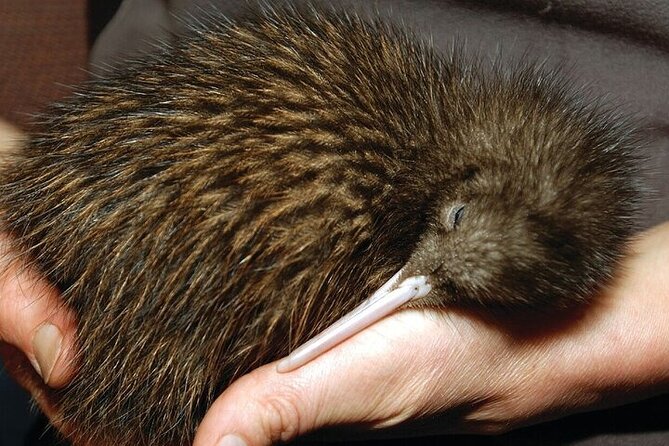Waitomo Glow Worm Caves & Te Puia - Rotorua's Geothermal Valley - What the $284.84 price includes