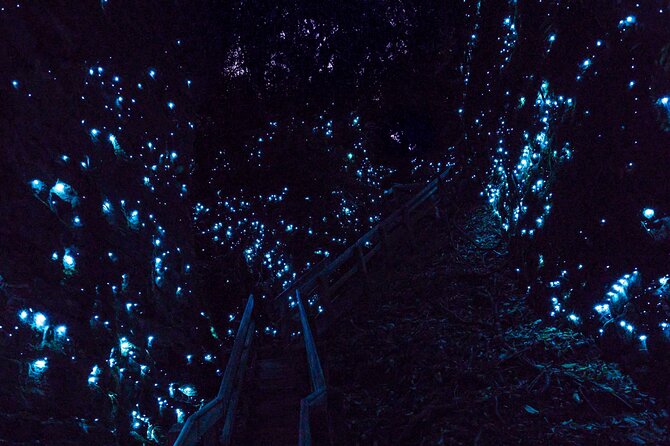 Waitomo Glowworm Caves In a Private Small Group Tour-Auckland. - Auckland to Waitomo in a private car