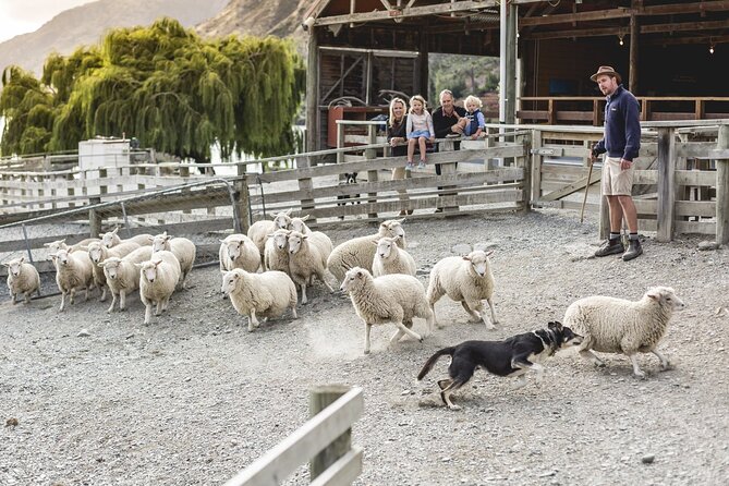 Walter Peak Gourmet BBQ Lunch & Queenstown Lake Cruise - Key points to know before you book