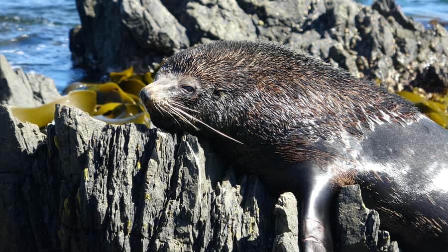 Wellington: Half Day Seal Coast Safari - Crossing Terawhiti Station by Mercedes 4WD