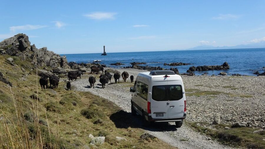 Wellington: Half Day Seal Coast Safari - Cook Strait, the South Island, and the wind farm