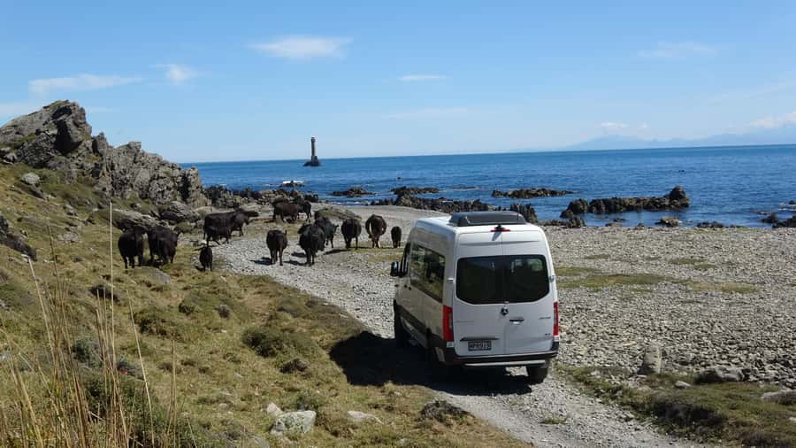 Wellington: Half Day Seal Coast Safari - What the guides add to the three-and-a-half-hour outing