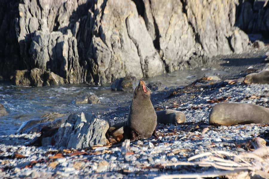 Wellington: Half Day Seal Coast Safari - Otari-Wilton’s Bush puts Wellington’s plants first