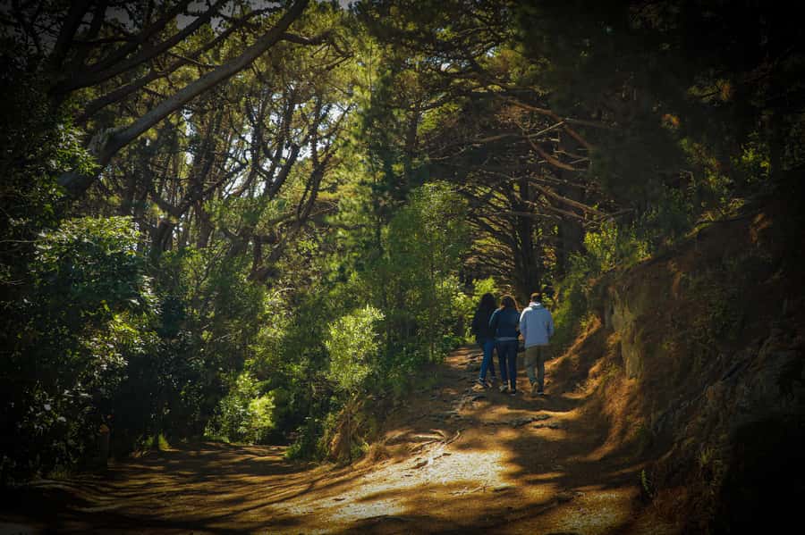Wellington: Original LOTR Half-Day Experience with Weta - Practical advice before you book