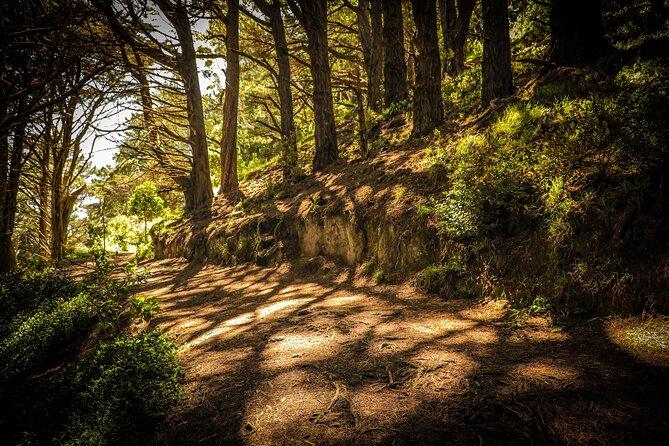 Wellington's Original HD LOTR Experience - includes Weta Tour - Who gets the most from the experience
