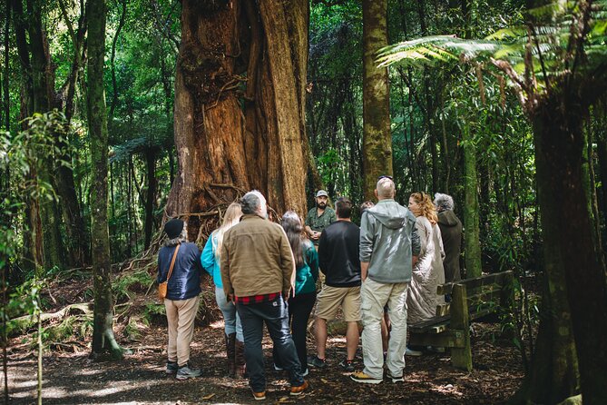 Wellington's Original LOTR Experience - includes Weta and Lunch - Key points to know before booking