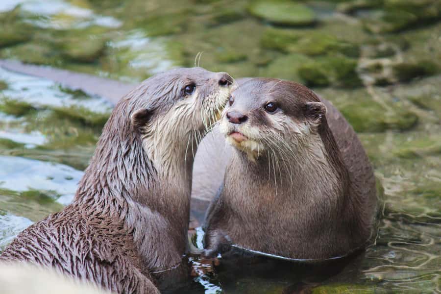 Wellington Zoo General Entry Tickets - A practical day at Wellington Zoo