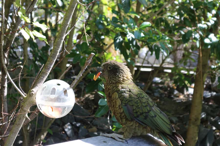 Wellington Zoo General Entry Tickets - Daily talks with keepers and rangers