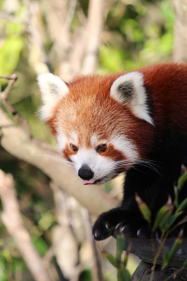 Wellington Zoo General Entry Tickets - Why the animal collection works for first-time visitors