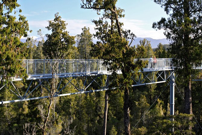 West Coast Treetop Walk - Walking above the rimu canopy