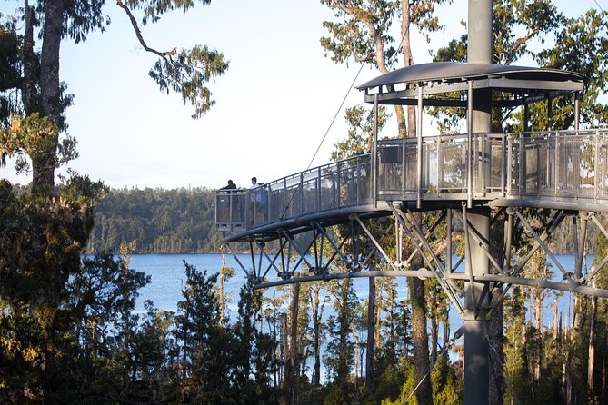 West Coast Treetop Walk - How long to allow and when to go