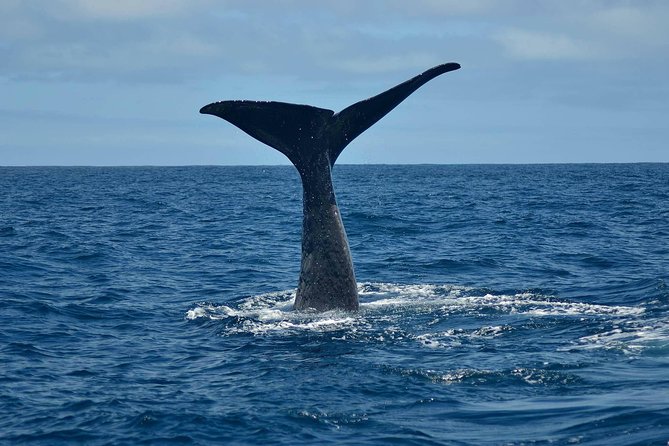Whale Watching in Kaikoura by Boat - Key points to know before you book