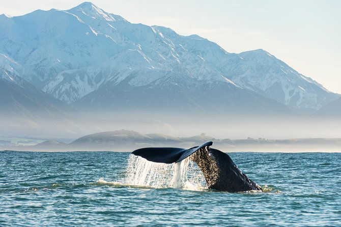 Whale Watching in Kaikoura by Boat - Why Kaikoura is such a good place for whales
