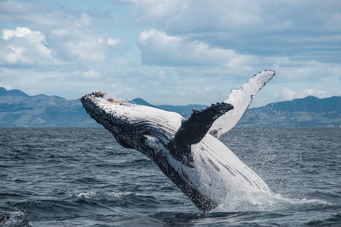 Whale Watching in Kaikoura by Boat - The ride offshore and the first sightings