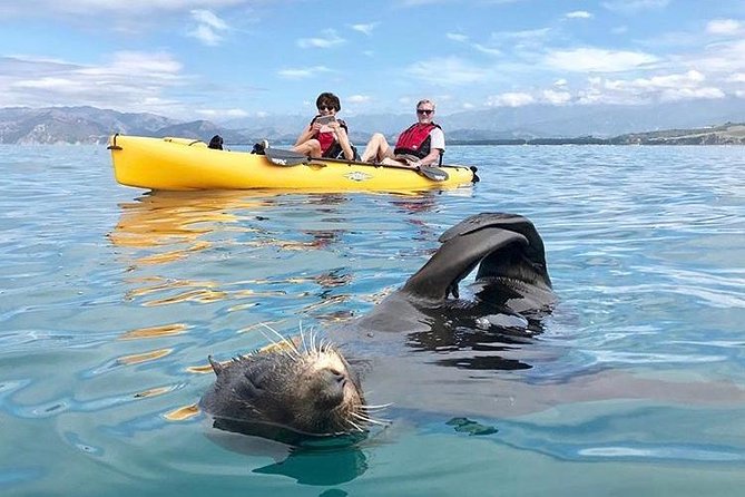 Whale Watching in Kaikoura by Boat - The commentary makes the trip more than a sighting
