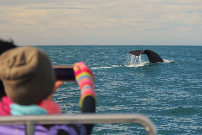 Whale Watching in Kaikoura by Boat - From Whaleway Station Road to the marina