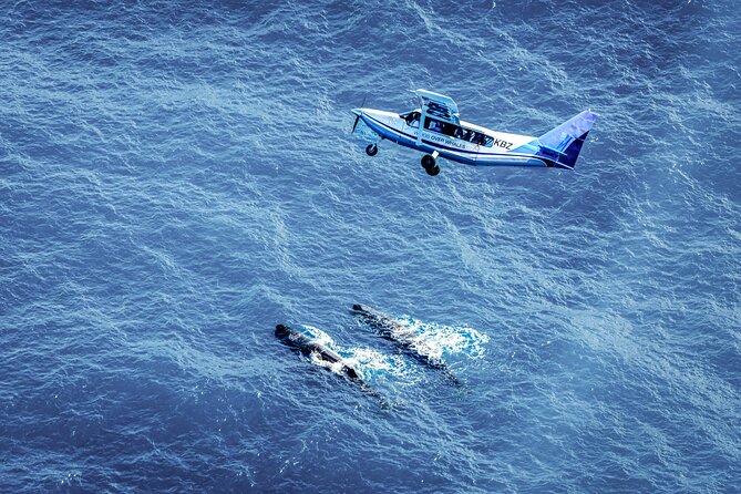 Whale Watching in Kaikoura - Ultimate Experience - Why see Kaikoura from the air?