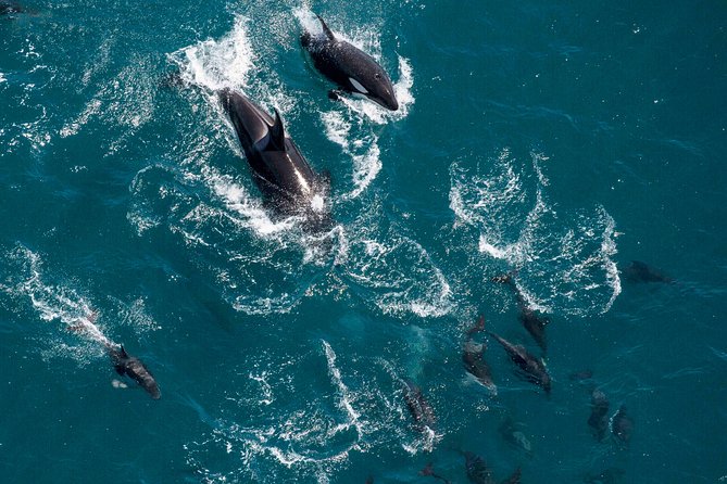 Whale Watching in Kaikoura - Ultimate Experience - What you see over the Kaikoura coast