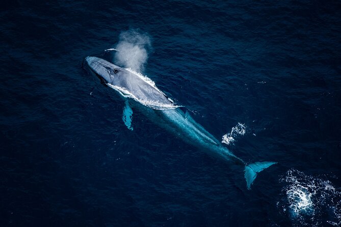 Whale Watching in Kaikoura - Ultimate Experience - Why viewing whales from above works