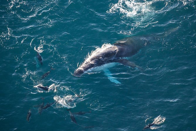 Whale Watching in Kaikoura - Ultimate Experience - Wildlife, weather, and realistic expectations