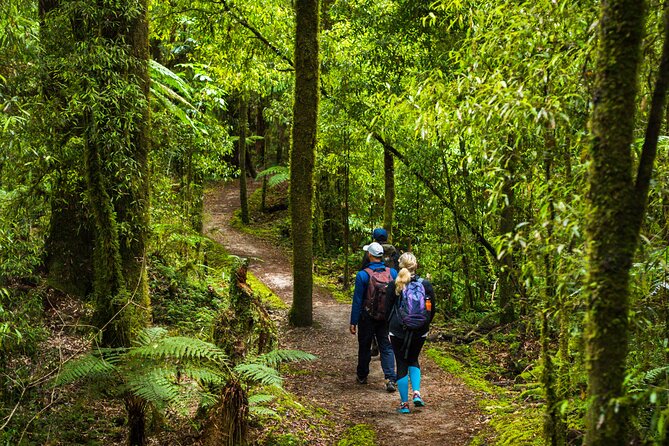 Whirinaki Forest Footsteps: Māori Guided Tour, Picnic & Transfer - Rakau Rongoa and the forest as medicine