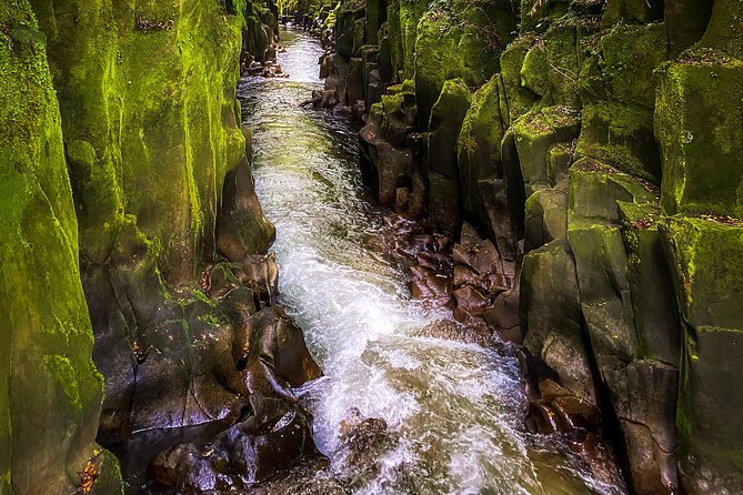 Whirinaki Forest Footsteps: Māori Guided Tour, Picnic & Transfer - Forest bathing, chants, and a slower pace