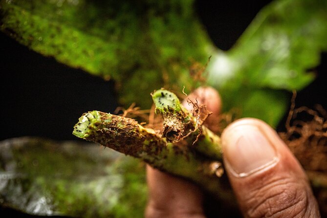 Whirinaki Forest Footsteps: Māori Guided Tour, Picnic & Transfer - Picnic flavors and hot kawakawa tea