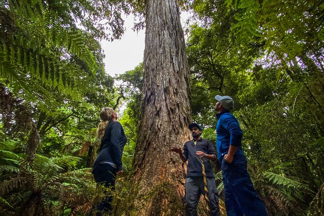 Whirinaki Forest Footsteps: Māori Guided Tour, Picnic & Transfer - Is $170.66 a fair price?