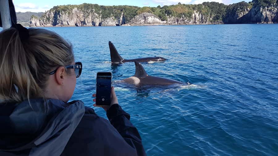 Whitianga: 2-Hour Cathedral Cove and Volcanic Coast Cruise - Key points at a glance