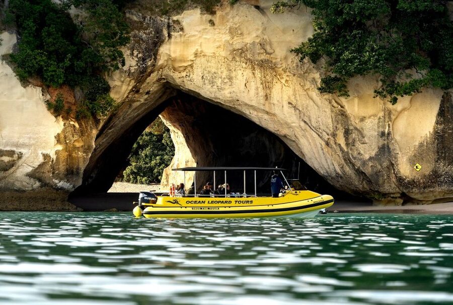 Whitianga: 2-Hour Cathedral Cove and Volcanic Coast Cruise - Wildlife: a bonus rather than the main plan