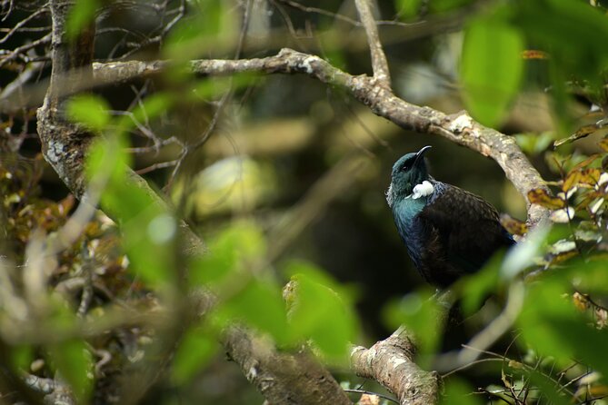 Wildlife and Penguin Tour - Key points to know before booking