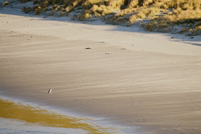 Wildlife and Penguin Tour - Why the yellow-eyed penguin matters