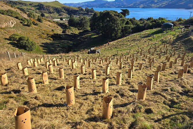 Wildlife and Penguin Tour - The conservation side adds real value