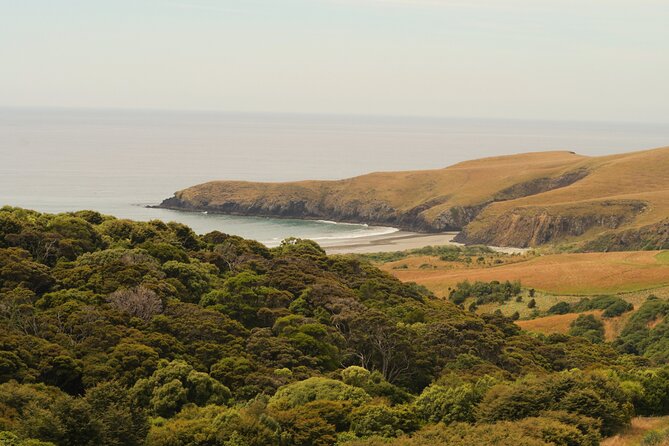 Wildlife and Penguin Tour - What the strongest parts of the experience are