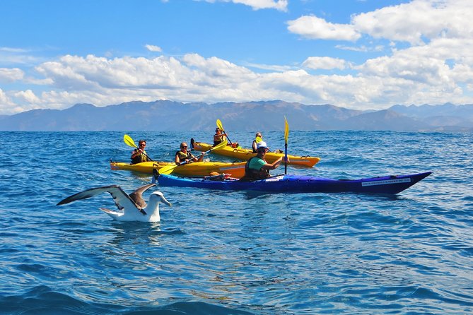 Wildlife Sea Kayaking Tour - Kaikoura - Key points before you book