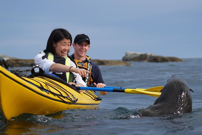 Wildlife Sea Kayaking Tour - Kaikoura - Why Kaikoura is so good from a kayak