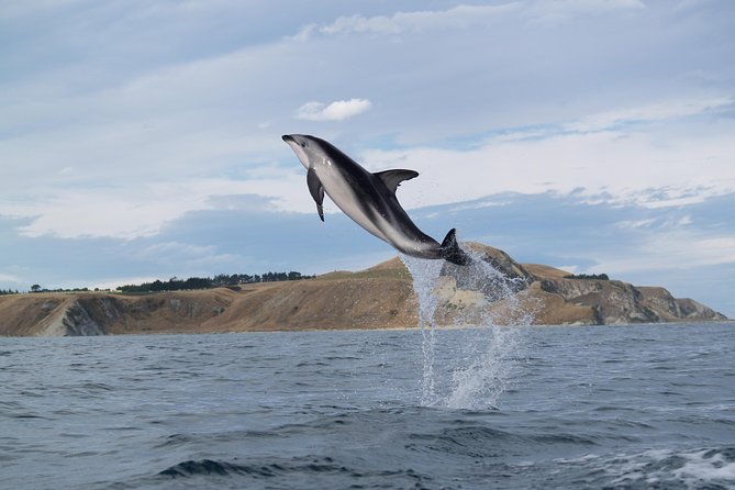 Wildlife Sea Kayaking Tour - Kaikoura - Reaching the Peninsula Seal Colony