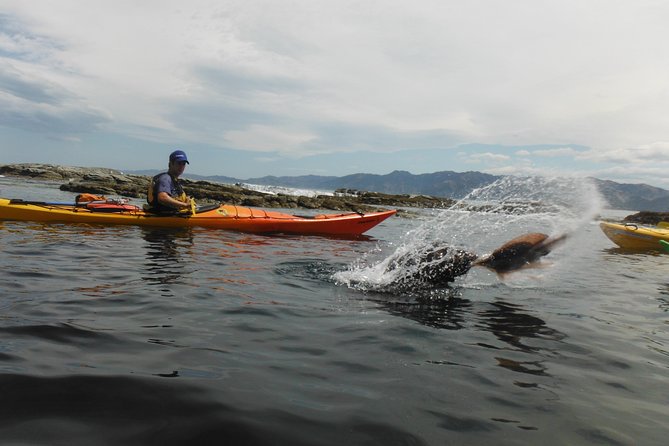 Wildlife Sea Kayaking Tour - Kaikoura - Dolphins, penguins, and the luck factor