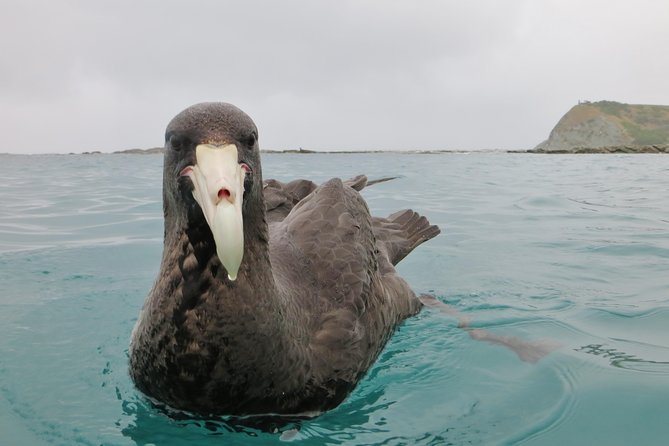 Wildlife Sea Kayaking Tour - Kaikoura - Guides who shape the day