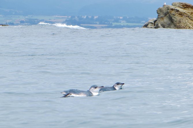 Wildlife Sea Kayaking Tour - Kaikoura - What to wear and bring for three hours