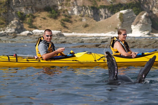 Wildlife Sea Kayaking Tour - Kaikoura - Is $99.29 good value?