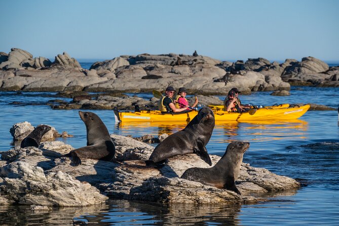 Wildlife Sea Kayaking Tour - Kaikoura - Paddling along the Kaikoura Peninsula Walkway