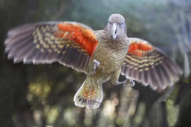 Willowbank Wildlife Reserve Day Entry - Why Willowbank works for a Christchurch day