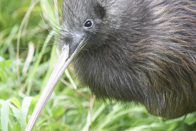 Willowbank Wildlife Reserve Day Entry - How long to stay and when to go