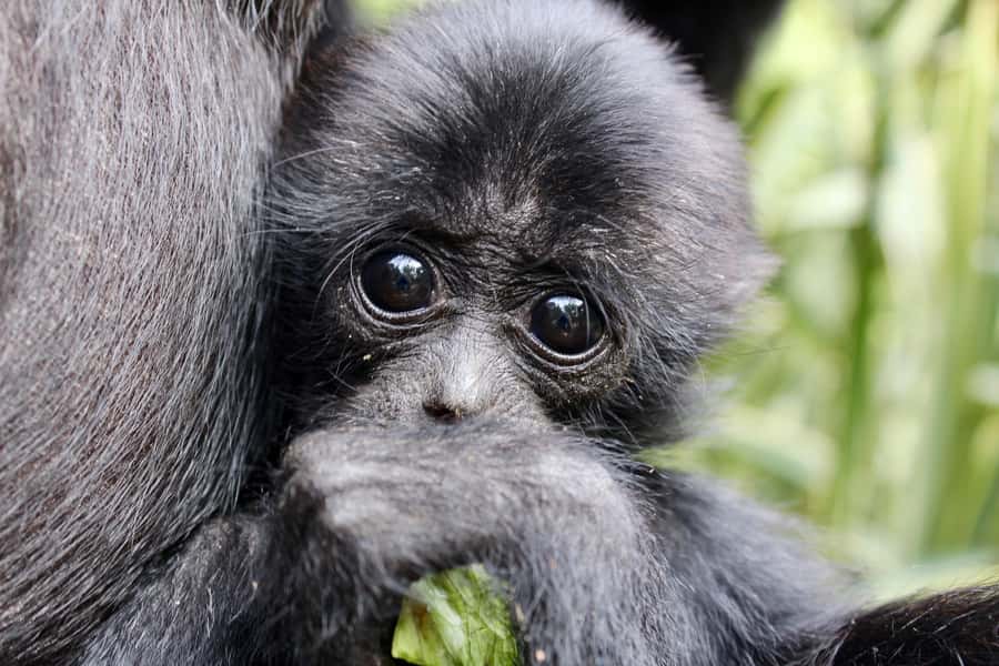 Willowbank Wildlife Reserve Day Entry Ticket - Why the kiwi house makes Willowbank worth your time