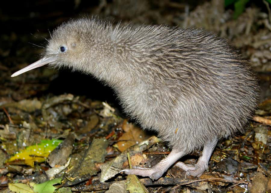 Willowbank Wildlife Reserve Day Entry Ticket - A walk that takes about four hours