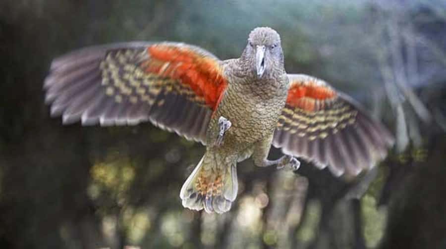 Willowbank Wildlife Reserve Day Entry Ticket - The cafe, bar, and a sensible mid-visit break